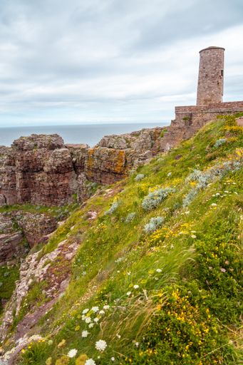 A vertical shot of a wildflower field near the Cap Frehel Lighthouse in Plevenon, France