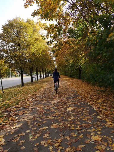 A rear view of a woman in a blue jacket riding a bicycle on the sidewalk in autumn morning