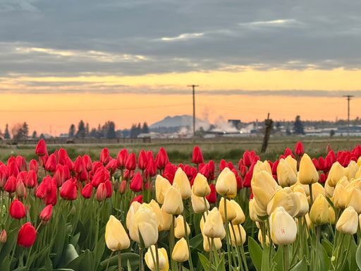 A vibrant field of red and yellow tulips under a cloudy sky at sunset, with distant mountains and industrial buildings in the background.