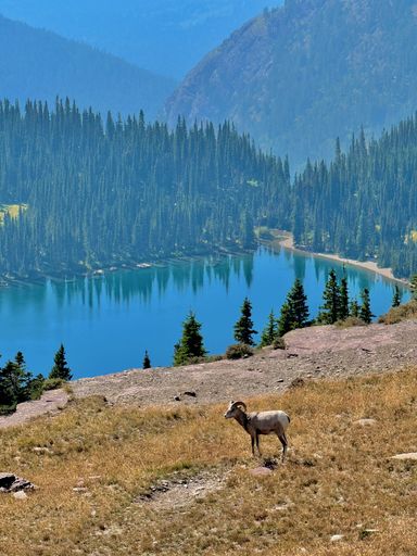 A bighorn sheep stands on a grassy slope overlooking a serene mountain lake surrounded by dense forest, under a clear blue sky.