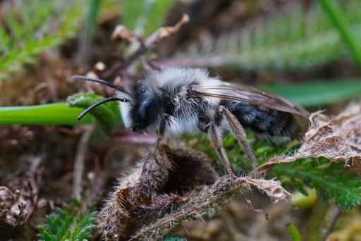 Natural closeup on a hairy male grey-backed mining bee, Andrena vaga on the ground