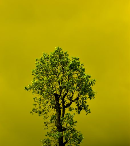 A vertical shot of a tall green tree on a plain yellow background.