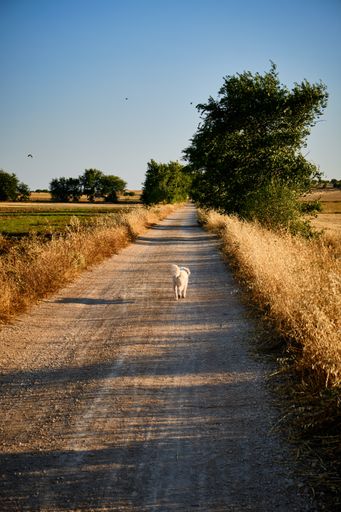 A vertical shot of a poodle dog running on a narrow rural road between trees and fields