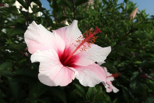 Close-up of a vibrant pink hibiscus flower with lush green leaves in the background under natural sunlight.