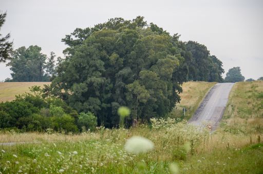 Empty road with trees on one side and power poles on the other, under cloudy skies, in the Uruguayan countryside