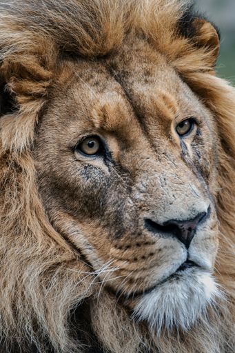 Close-up portrait of a majestic lion in natural habitat
