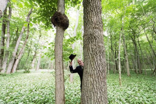 A Swedish gentleman standing behind the tree has taken off his hat