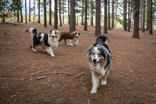A group of Australian Shepherd dogs playing energetically in a park