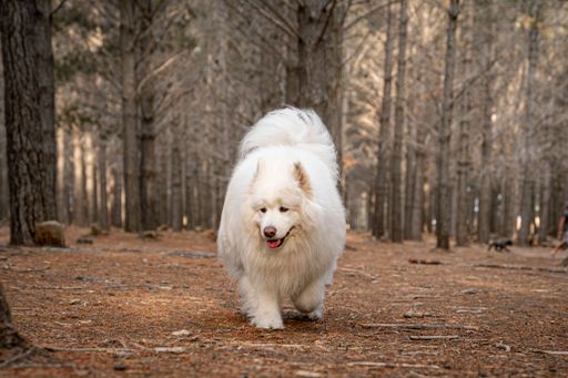 A fluffy Samoyed dog walking through a serene forest path during autumn, surrounded by tall trees and fallen leaves.
