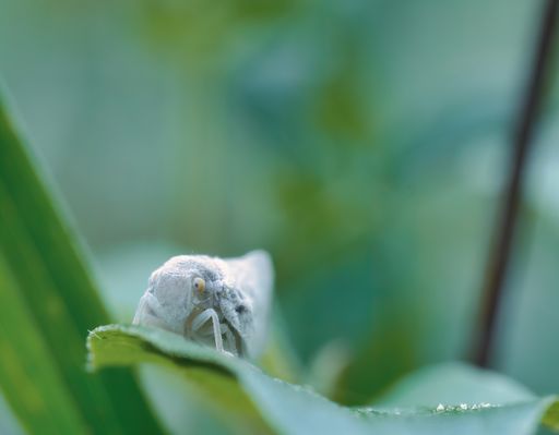 A closeup view of a caterpillar sitting on the leaf of the plant on a blurry background