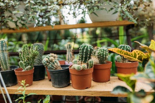 A selective focus shot of cactuses in small flower pots on a shelf for sale indoors