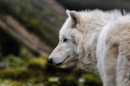 Close-up of a white wolf's face showcasing its piercing eyes.