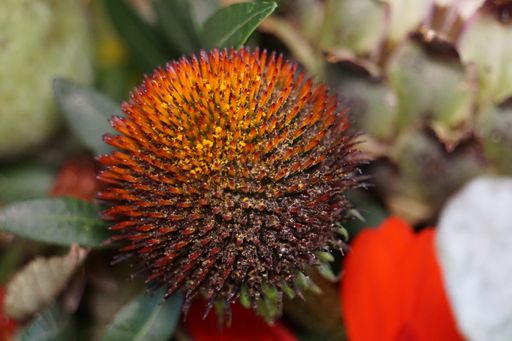 A macro shot of a coneflower bud