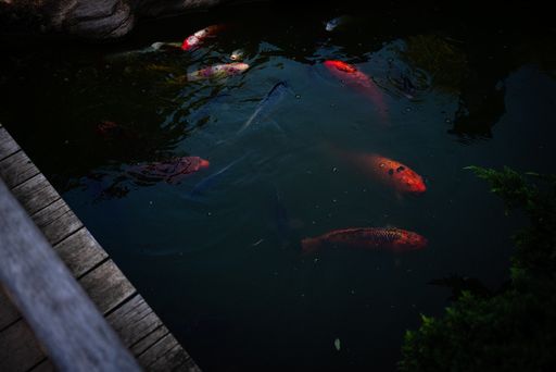 A closeup of koi fish in a pond in a park