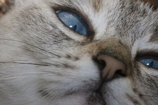 A closeup shot of a blue-eyed cat