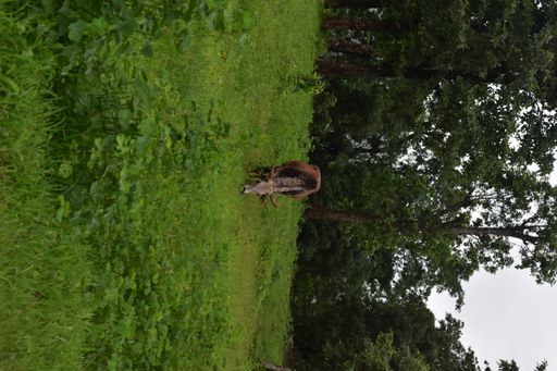 A vertical shot of the donkey, eating grass in the natural environment.