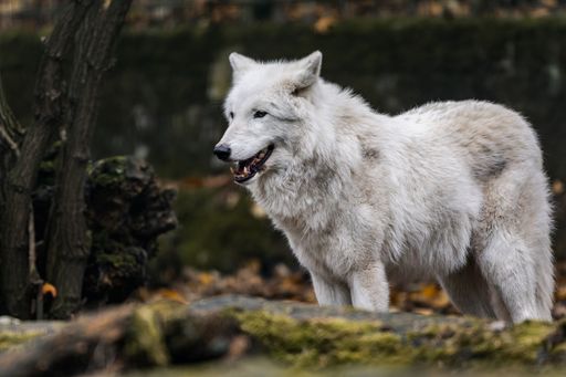 A majestic white wolf standing in a forest setting with autumn leaves on the ground.