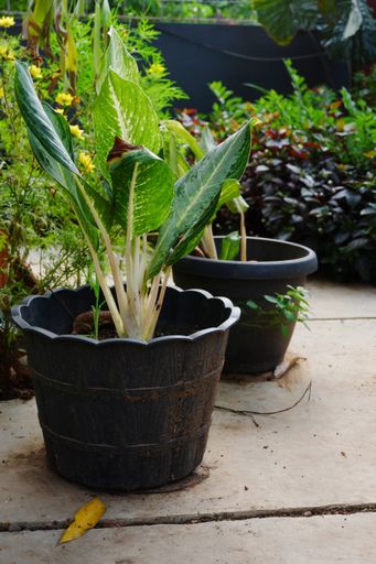 A vertical shot of potted plants in the garden