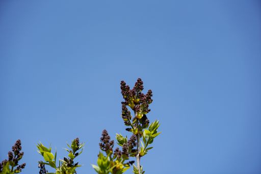 a low angle shot of branches of lilac under clear blue sky background