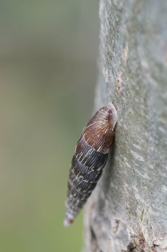 Natural vertical closeup on a two lipped door snail, Alinda biplicata, climbing a tree trunk