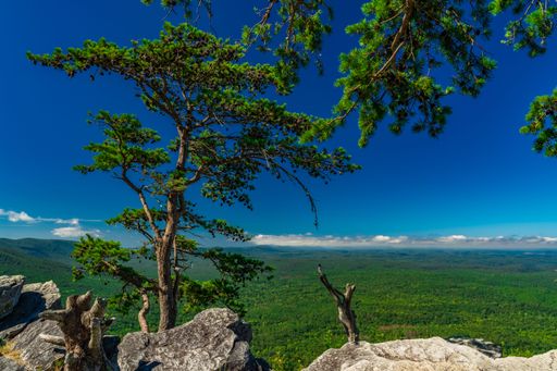 Scenic view of lush green forest from a rocky cliff with clear blue sky and vibrant pine trees in the foreground.