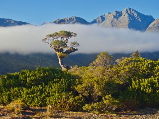 A solitary tree against a backdrop of mountains and a low cloud in a scenic landscape, under a clear blue sky.