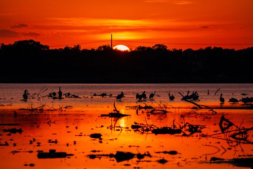 Silhouetted birds on a tranquil lake at sunset with vibrant orange hues and reflected sky.