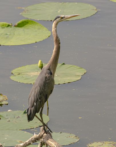 A vertical shot of a gray heron perched on a wooden stick on water lily floating leaves