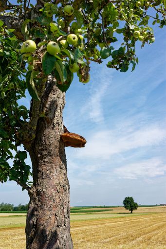 Close-up of an apple tree with green apples in a sunny rural landscape, showcasing a clear blue sky and distant fields.