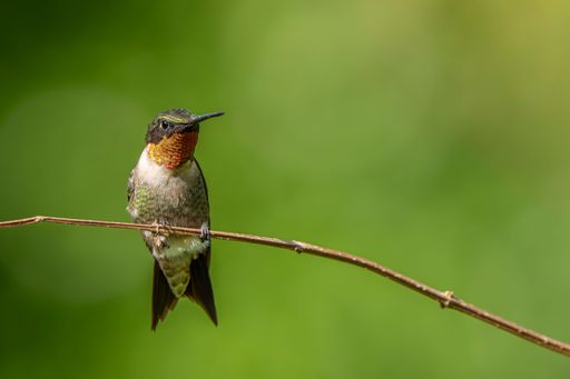 A close-up of a ruby-throated hummingbird perched on a thin branch with a vibrant green blurred background.