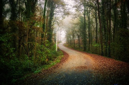 A long pathway covered with fallen autumn leaves surrounded by beautiful green trees in a forest