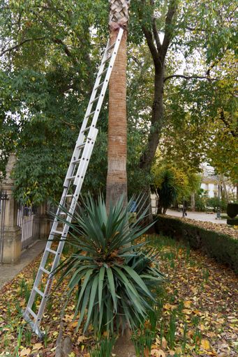 A silver ladder leans against a tall palm tree in a park. Fallen leaves cover the ground, and a small agave plant grows nearby.