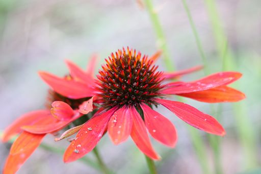 A selective closeup of purple coneflower (Echinacea purpurea) in a garden
