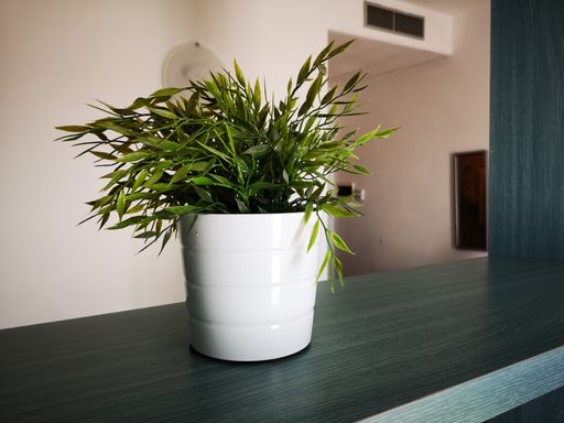 A closeup shot of an indoor plant in a white flower pot on a black table