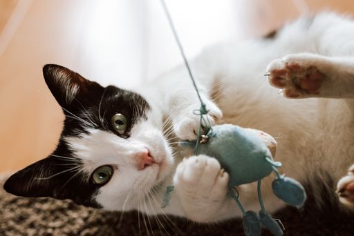A closeup shot a fluffy black and white cat playing with a blue knitted mouse