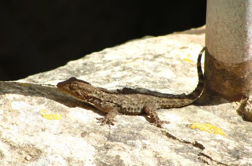 A closeup shot of a moorish gecko on a rock on a sunny day