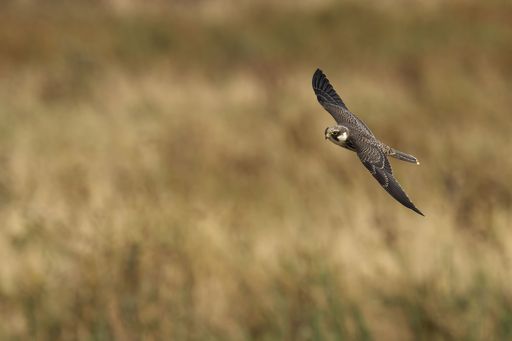 A peregrine falcon in flight over a blurred grassy background, showcasing its agility and speed.