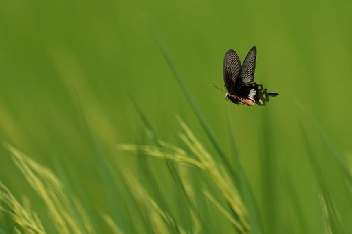 A black butterfly gracefully flutters over a lush green field, showcasing nature's beauty and tranquility.