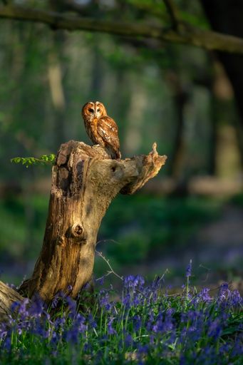 A tawny owl perched on a tree stump surrounded by vibrant bluebells in a serene forest setting.