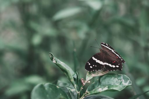 A close-up of banded peacock butterfly also known as Papilio crino resting on green leaves in a lush garden setting.