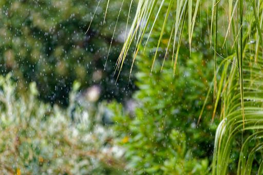 Rain falling gently over lush green foliage with palm leaves in a tropical garden setting.