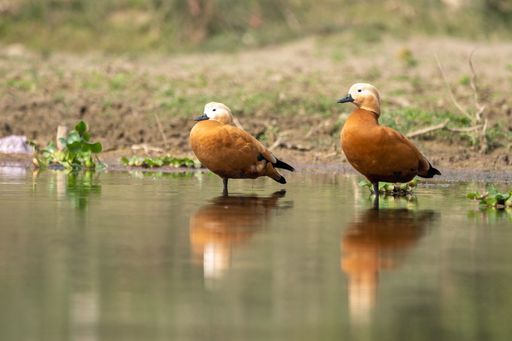 A closeup of two Ruddy shelducks standing in the pond.