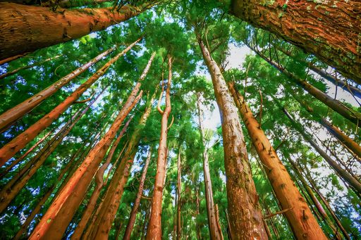 Majestic tall trees reaching towards the sky in a lush forest, captured from a low angle view.