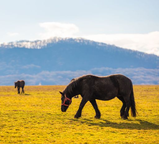 A scenic view of horses grazing in a sunny meadow with mountains in the background