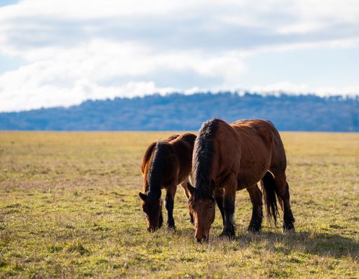 A scenic view of horses grazing in a sunny meadow with mountains in the background