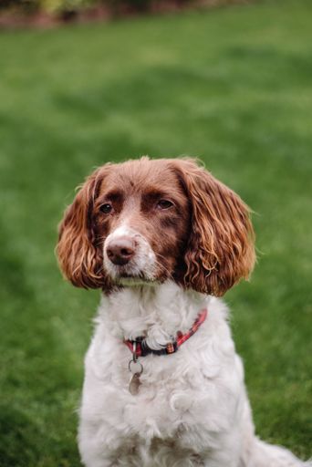 A vertical closeup shot of a white and brown dog with red leash on green grass