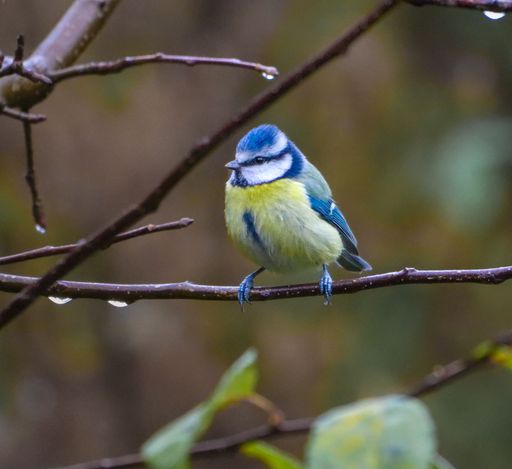 A vibrant blue tit bird perched on a branch with rain drops, set against a blurred natural background