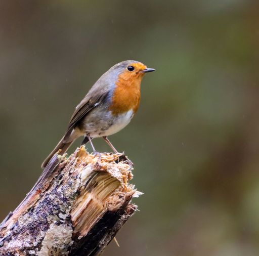 A European robin perched on a tree stump with a blurred green background