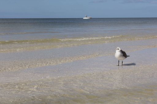 A seagull standing in the shallow water on the Clearwater Beach on a sunny day in Clearwater city in Florida's Tampa Bay area, USA