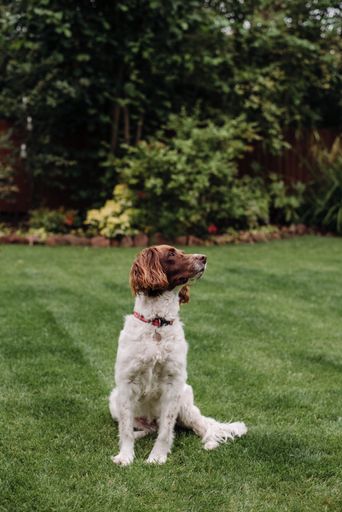 A vertical shot of a white and brown dog with red leash on green grass looking to the side